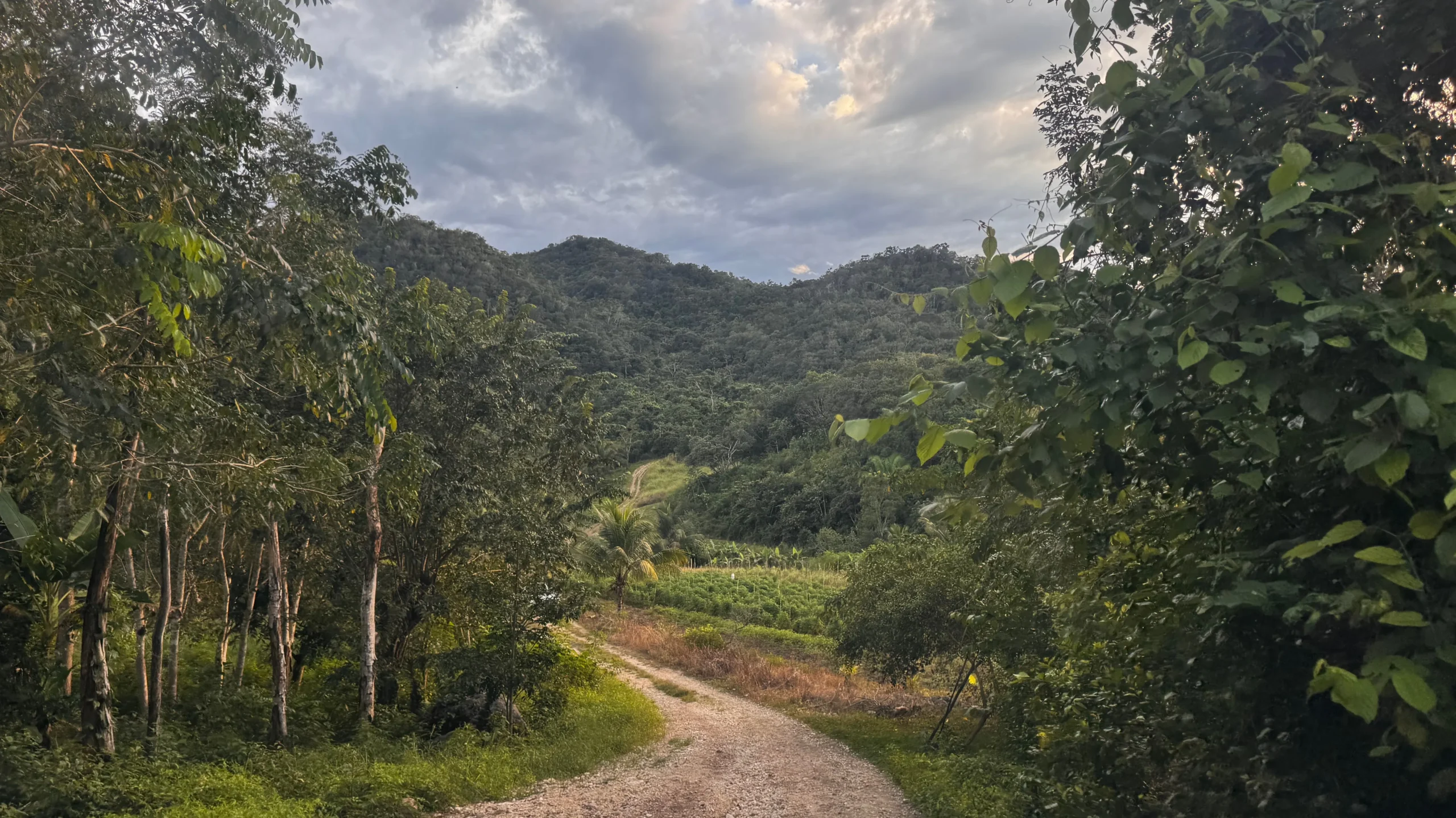 Lush jungle valley with mountain views in Cayo District Belize